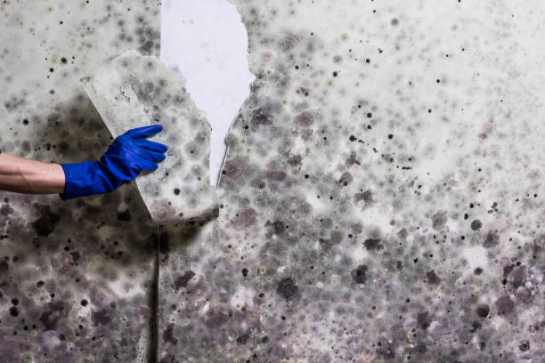 Best White Mold Remediation in La Grange, IL
