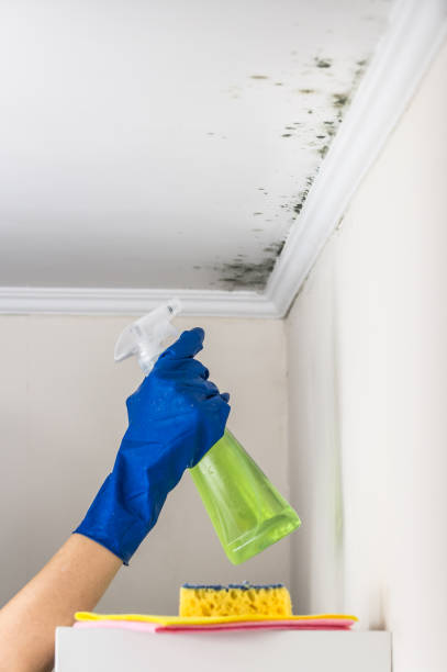 Best Post-Flood Mold Remediation in La Grange, IL