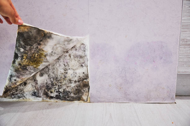 Best Localized Mold Remediation (e.g., coastal areas, humid climates) in La Grange, IL